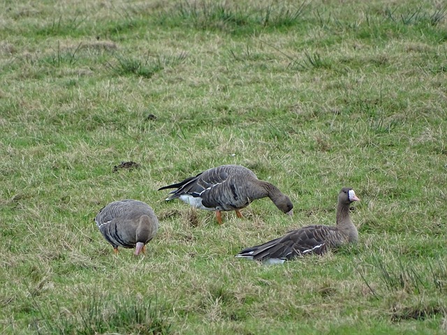 作为日本队 作为日本队